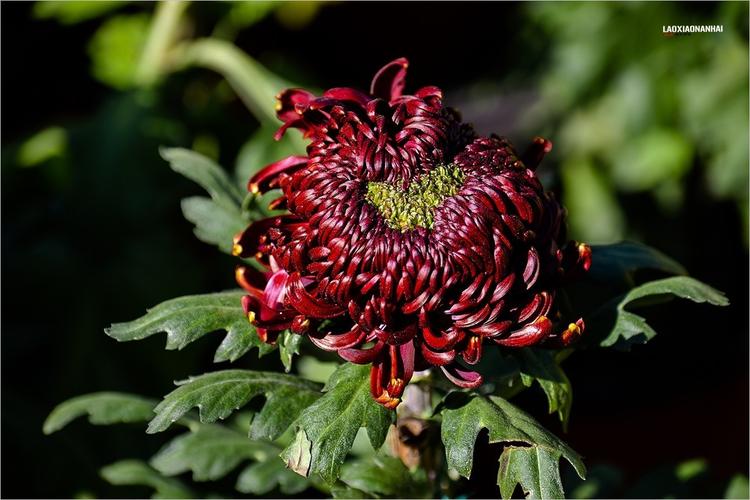 2021年第736贴天坛公园菊花展91108f