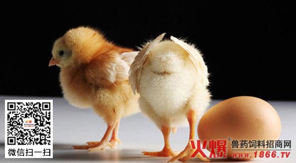 开口药有着非常重要的作用,开口药就是能够直接影响鸡以后的生长性能