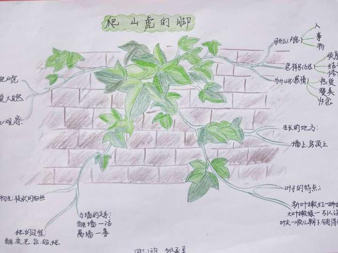 学生思维导图《爬山虎的脚》.