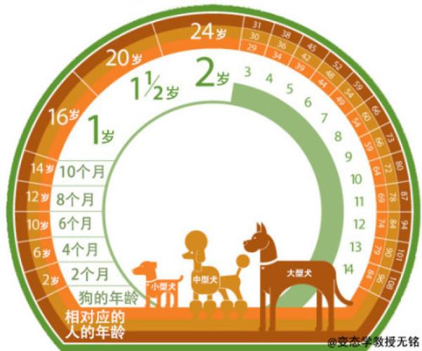 狗与人的年龄对照表狗的年龄跟自己的体形相关,狗的体形越大,其相对应