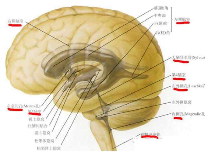 脑室解剖及正常变异