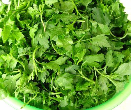 关于菊花脑的手抄报 关于电脑的手抄报