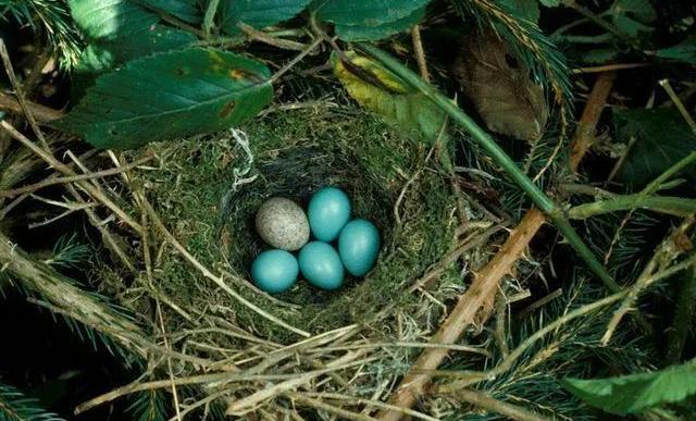 农村神奇的一种鸟类孵化鸟蛋不出力鸟类却一代代繁殖它是