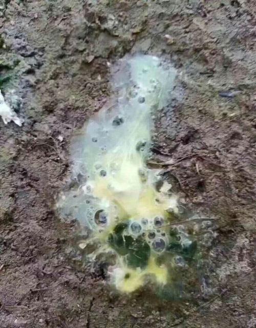 其它 红军的美篇 写美篇判断鸡群肠道疾病: 绿粪:大肠杆菌,新城疫