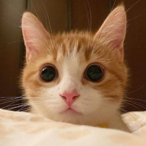 七海的相册-别人家的猫好比吴彦祖