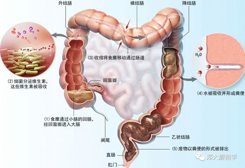 消化系统|大肠_盲肠