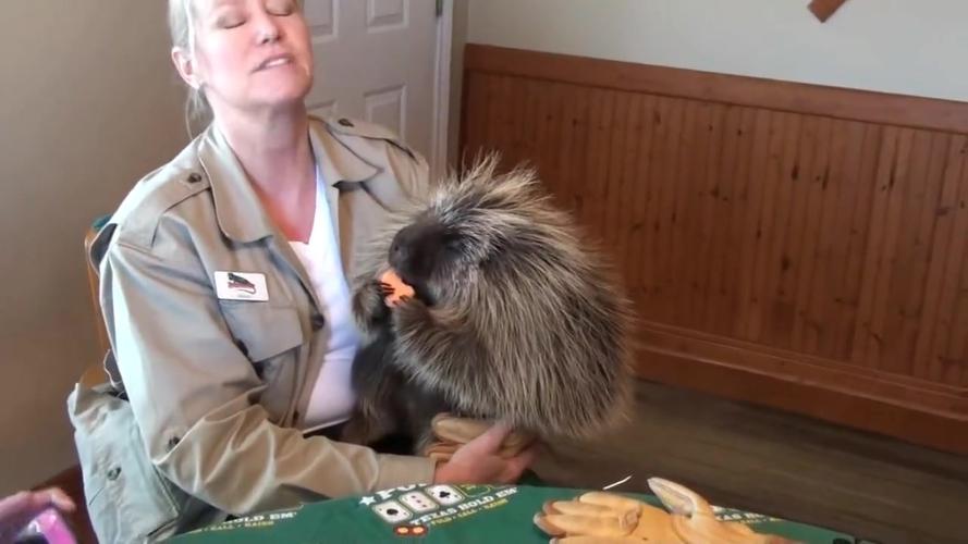 (美洲豪猪teddybear) 谁还不是个宝宝啊?抱着这个肉球也得20来斤重吧?