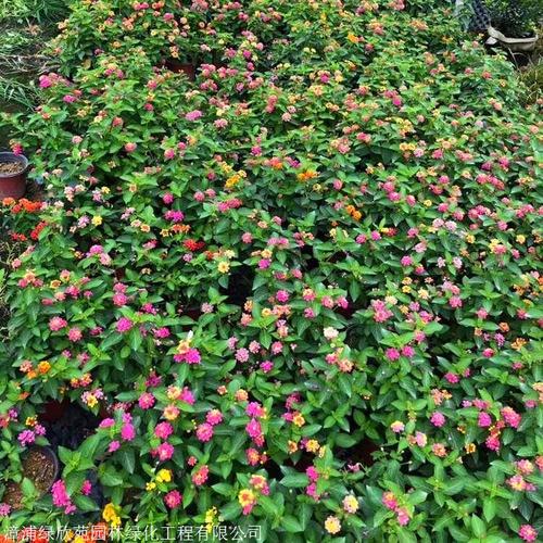 五色梅小苗 广西精品马樱丹苗 常用的园林草花五色梅