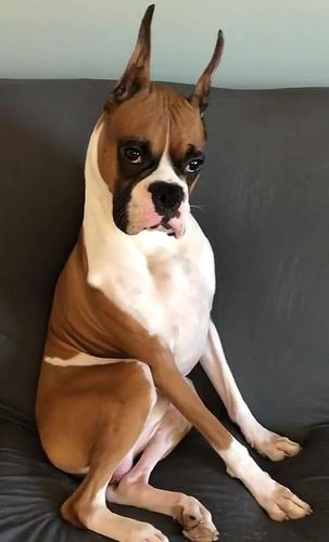 拳狮犬呆坐在沙发上,很是郁闷,三年了一个女朋友都没