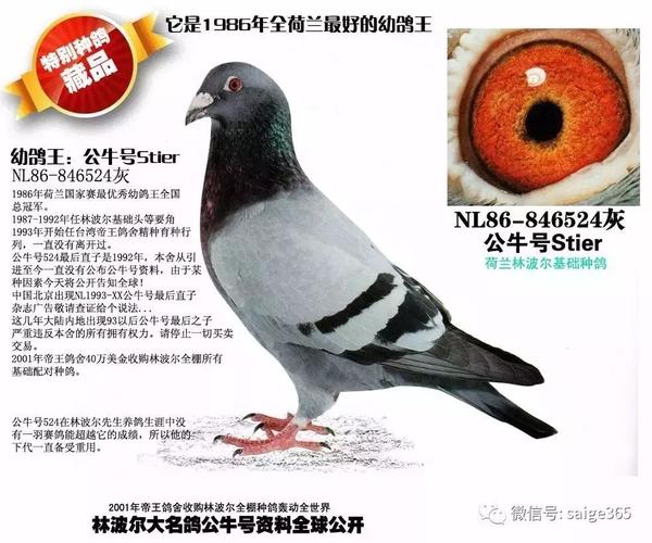林波尔大名公牛号