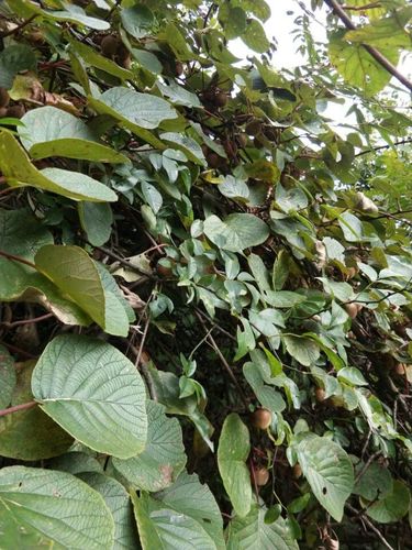 猕猴桃,亦称羊桃,阳桃,一种浆果,猕猴桃科,落叶木质藤本植物的果实