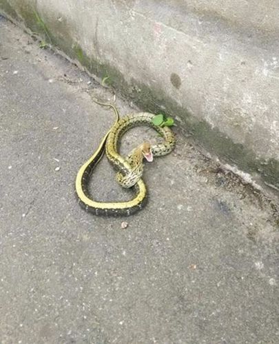 "家蛇"为什么不能打,你知道原因吗?