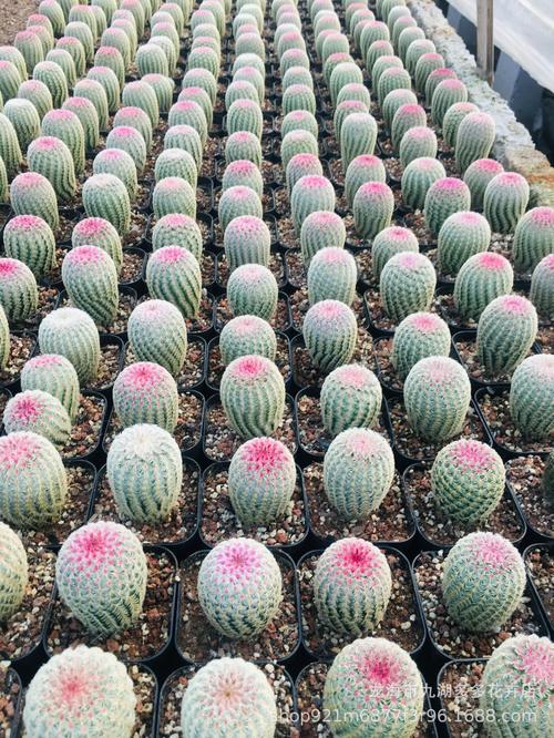 红太阳 仙人球 高5-7公分 盆栽 防幅射