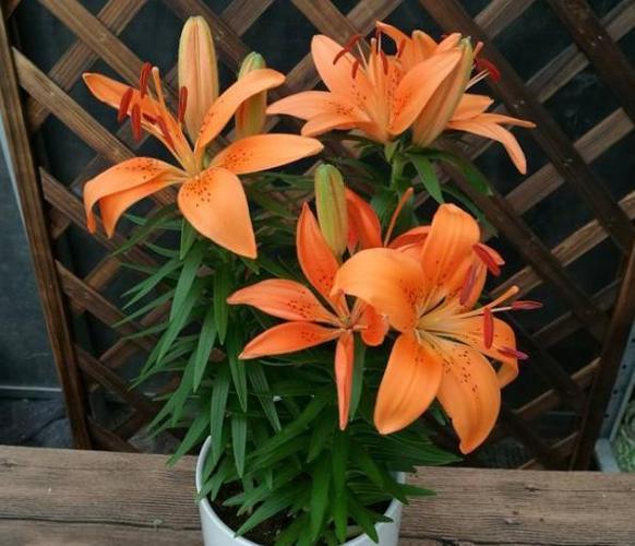 想让百合花长得好,开花多,做好这几点,一次开爆,明年