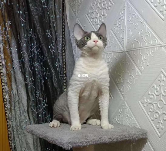 德文卷毛_宠物_宠物_猫