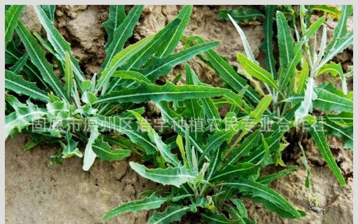 苦苦菜提取物8:1 批发山苦荬粉 苦麦菜浸膏粉厂家