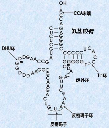 (2/4) 转运rna-trna