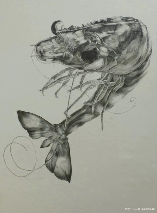 【怒波·鱼】:央美城院2012届基础部精微素描