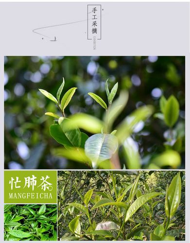 云南茶叶忙肺古树 04年普洱茶生茶古树纯料茶 357g品质生茶叶批发