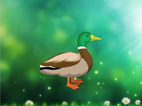 嘎嘎的小鸭子的尾巴是什么样?什么颜色的呢?