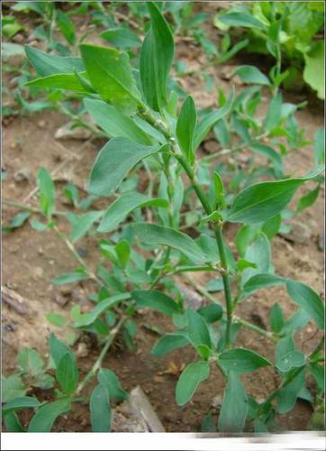 扁蓄-功效与作用-中药药用价值网