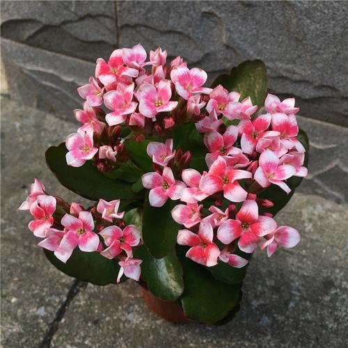 顾致长寿花盆栽长寿花苗宫灯绿巴黎粉巴黎单瓣长寿岩钉系列带花发货京