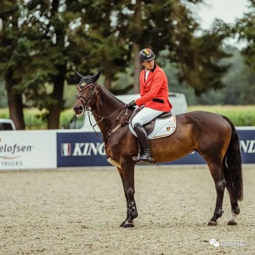 双十一马术人也狂欢马主们的基础必备好物码住