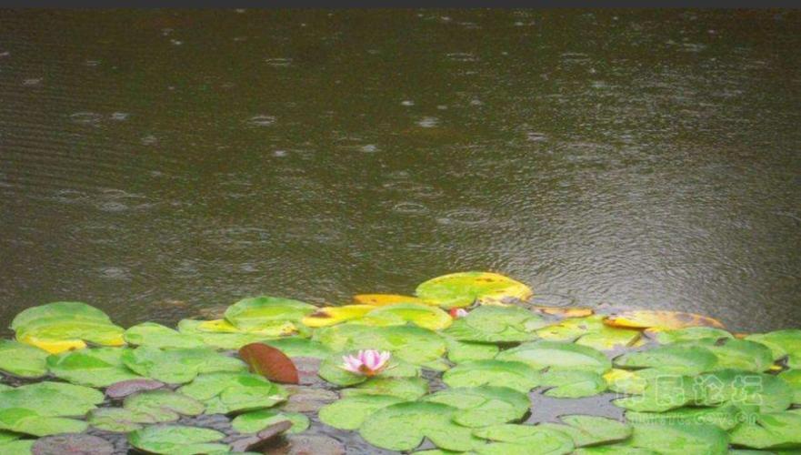 窗外,淅沥的小雨淅淅沥沥 几乎,快要一整天了 雨中听荷,它是那样甘心