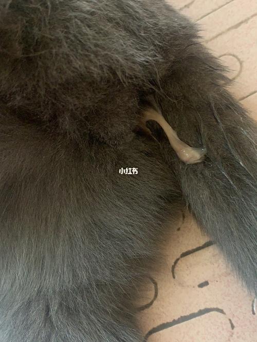 猫羊水都破了怎么还是不生啊_衣柜_宠物_猫