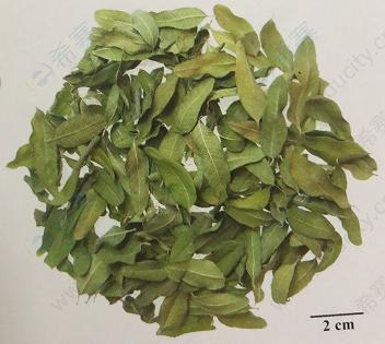 执业中药师考试之罗布麻叶的记忆方法