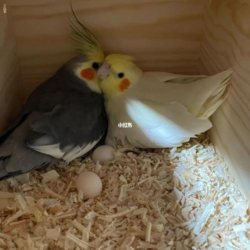 又三颗白蛋!养了俩不孕不育的玄凤鹦鹉?