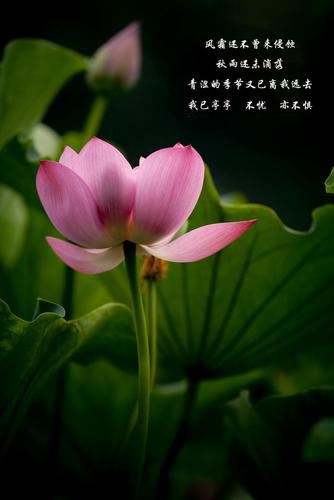 莲的心事(席慕蓉)