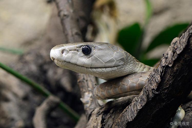 黑色_非洲产毒蛇_头像_非洲_高清图片_全景视觉