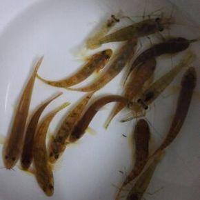 观赏鱼原生鱼虾虎3条鳅3条吸鳅3条一共9条