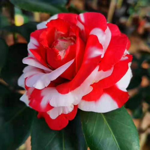 吉普赛女郎玫瑰珍贵品种茶花盆栽绿植花卉