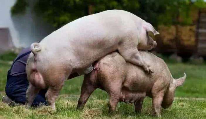 诱情公猪不和母猪关了同一栋舍.