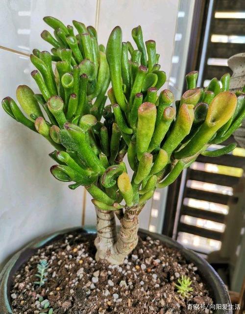 比玉树还漂亮的吸财树长得像珊瑚寓意招财60天变老桩