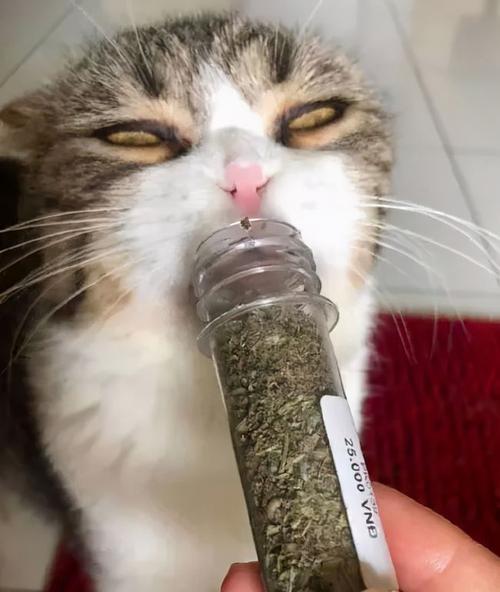 猫咪吸了猫薄荷后太搞笑了!这种感觉就像飞翔在