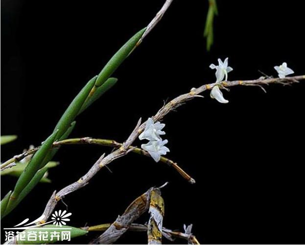 剑叶石斛国家重点保护野生植物
