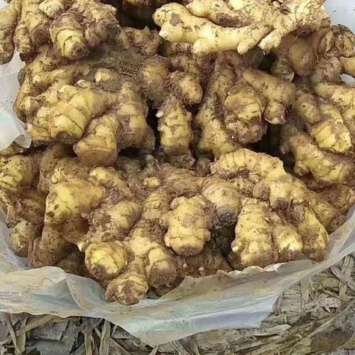 山东临沂沂水县 生姜 产地大量供应 品种齐全提供水洗人工等服务 全国