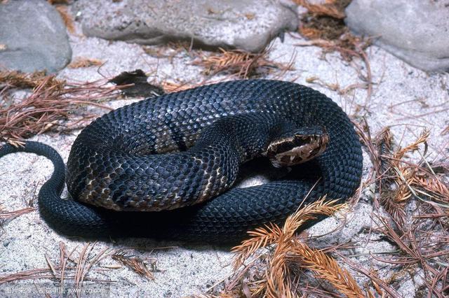 这条蛇在大连蛇岛上愈演愈烈,而且还在进化,为什么不把他们消灭