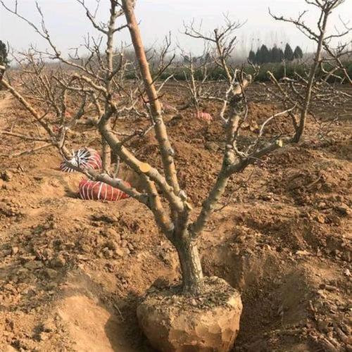 幼树整形修剪:山楂树的树形以6