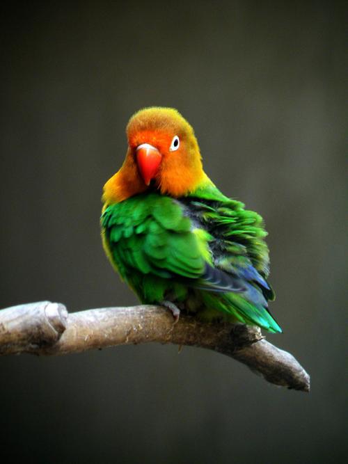 【牡丹鹦鹉摄影图片】公园生态摄影_太平洋电脑网摄影部落