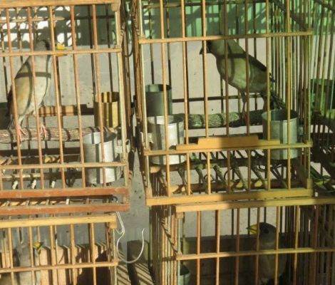 出本地小嘴哨花子 铜嘴母