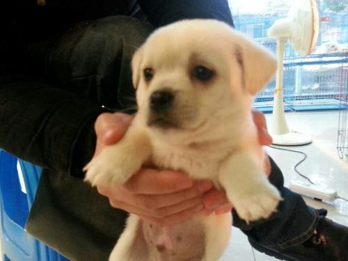 求签定,这还是拉布拉多吗?感觉耳朵怎么那么小?