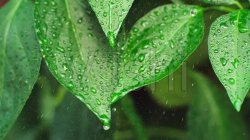 水滴滴水大自然绿色树叶雨滴水珠雨植物雨水