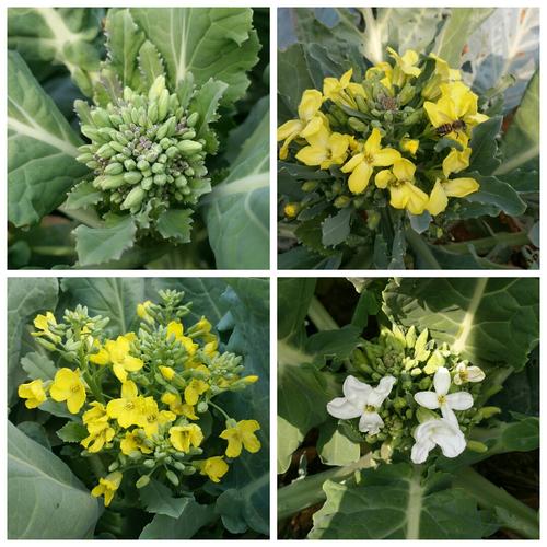 一园一洞天 一花一世界