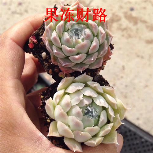 多肉植物大棚直销精品多肉原始灵影 果冻财路3-5cm状态一流裸根发