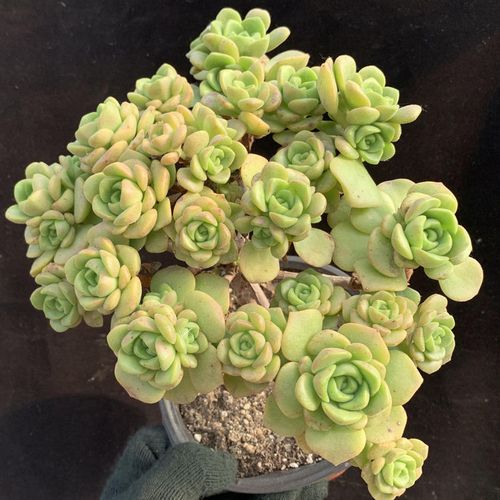 多肉植物 百合莉莉 百合丽丽 老桩手捧花 超多头木质桩 组合盆栽