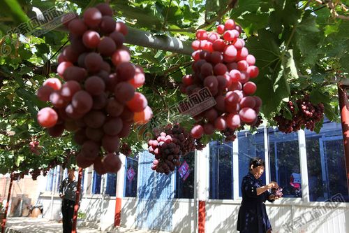 怀来县桑园镇石门湾村:山村葡萄俏山外